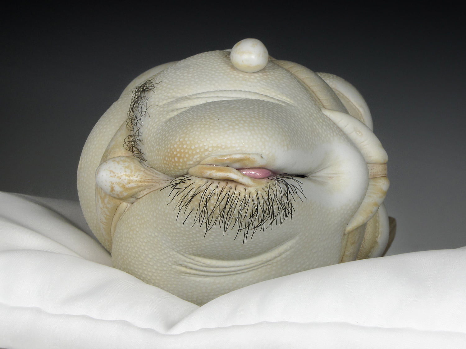 Jason Briggs "Pearl" (detail 1). Porcelain, hair, and mixed media sculptural ceramic art.